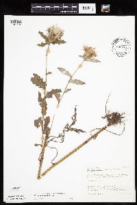 Cirsium altissimum image