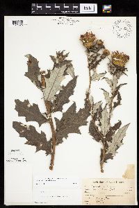 Cirsium altissimum image