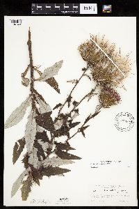 Cirsium altissimum image