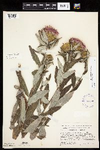 Cirsium altissimum image