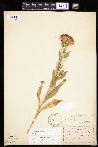 Cirsium altissimum image
