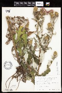 Cirsium altissimum image