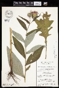 Cirsium altissimum image