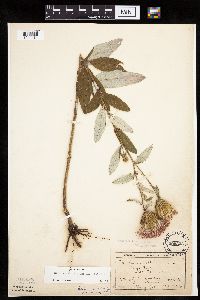 Cirsium altissimum image