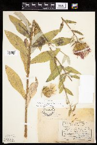 Cirsium altissimum image