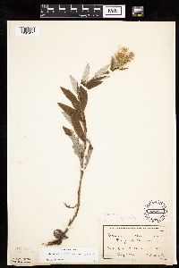 Cirsium altissimum image