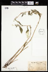 Cirsium altissimum image