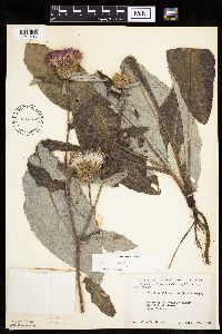 Cirsium altissimum image