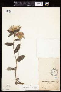 Cirsium altissimum image