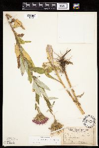 Cirsium altissimum image