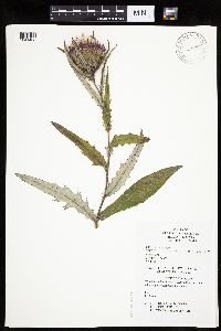 Cirsium altissimum image