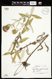 Cirsium altissimum image