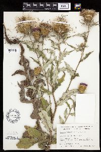 Cirsium altissimum image