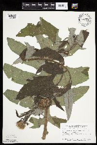 Cirsium altissimum image