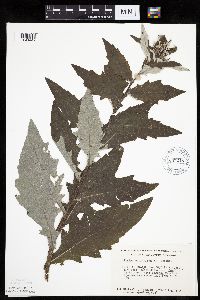 Cirsium altissimum image