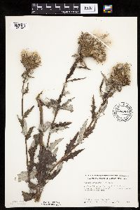 Cirsium altissimum image