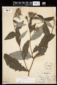 Cirsium altissimum image