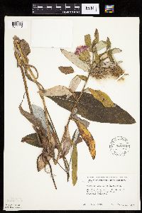 Cirsium altissimum image