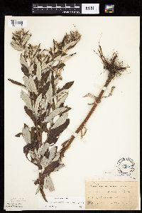 Cirsium altissimum image