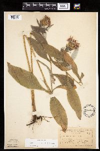 Cirsium altissimum image