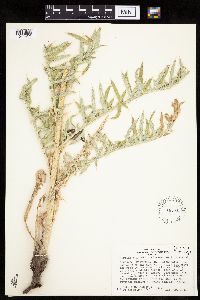 Cirsium arizonicum image