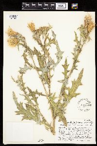 Cirsium arizonicum image
