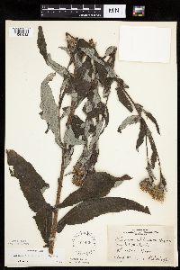 Cirsium altissimum image