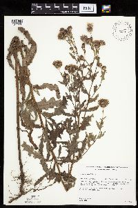 Image of Cirsium arvense