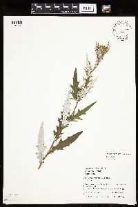 thumbnail image of current specimen