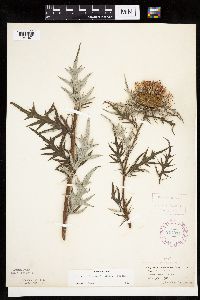 thumbnail image of current specimen