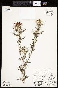 Image of Cirsium discolor