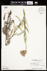 thumbnail image of current specimen