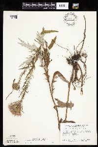 thumbnail image of current specimen