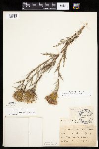 thumbnail image of current specimen
