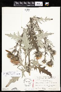 Cirsium x iowense image