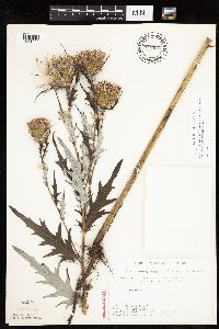 Cirsium x iowense image