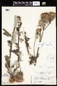 Cirsium x iowense image