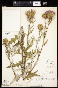 Cirsium x iowense image