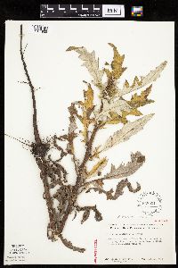 Cirsium x iowense image