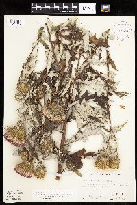 Cirsium x iowense image