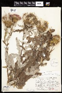 Cirsium x iowense image