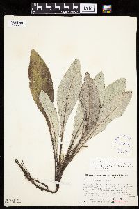 Cirsium x iowense image