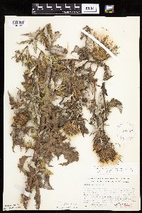 Cirsium x iowense image