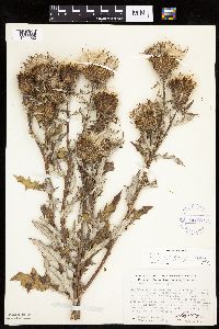 Cirsium x iowense image