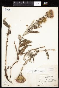 Cirsium x iowense image