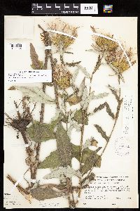 Cirsium x iowense image