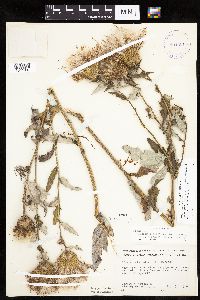 Cirsium x iowense image