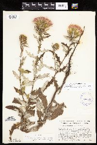 Cirsium x iowense image