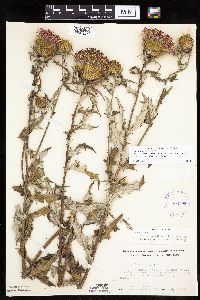 Cirsium x iowense image