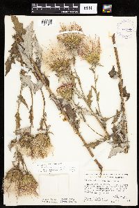 Cirsium x iowense image
